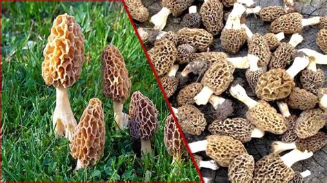 gucchi mushrooms benefits.